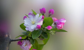 描写海棠花的优美句子 描写海棠花的优美句子棠花名句