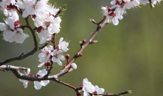 杏花生長(zhǎng)習(xí)性及繁殖方法詳解（杏花的生長(zhǎng)周期）