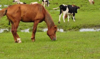 牛馬等哺乳動物可以通過什么來判斷年齡 通過牙齒看年齡