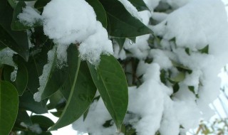 形容初雪的优美句子（形容初雪的优美句子古诗）