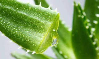 芦荟怎么种植（芦荟怎么种植方法和技巧）