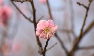 梅花有什么象征意義（梅花有什么象征意義?引發(fā)了你怎樣的思考）