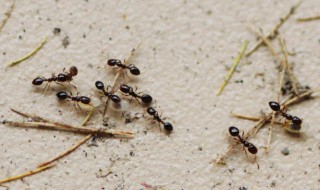 蚂蚁搬家的过程（蚂蚁搬家的过程30字）
