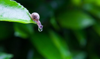 关于雨后景象的名言 关于雨后景象的名言警句