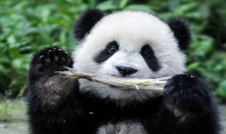 关于熊猫的谜语 关于熊猫的谜语(有趣的