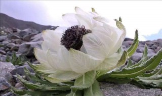 雪莲花的食用方法（雪莲花的食用方法怎么用）