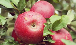 苹果种子盆栽种植方法（苹果种子盆栽种植方法视频）