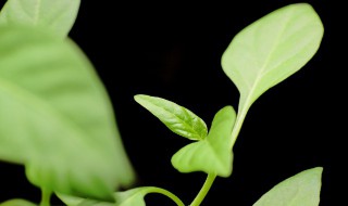 牙苗菜的种植方法 牙苗菜的种植方法图片