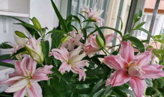 百合花的養(yǎng)殖方法（亞馬遜百合花的養(yǎng)殖方法）