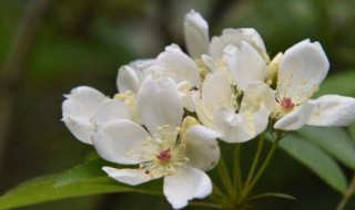 茶霏花的含义是什么 茶霏花花语