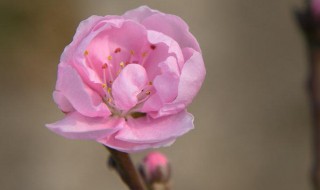 寿星桃花盆景养殖方法 寿星桃盆栽如何种植