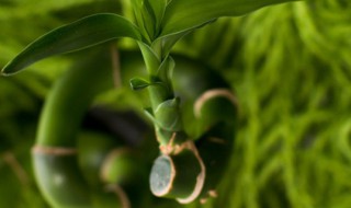 水养富贵竹黄叶怎么处理方法 水养富贵竹黄叶怎么处理方法图解