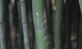 竹子过冬的方法 竹子过冬的方法有几种