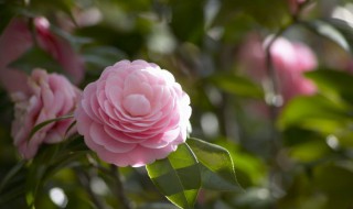 什么的花朵 什么的花朵填空三年级