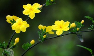 迎春花的花蕊是什么颜色的（迎春花的花蕊是什么颜色的呢）