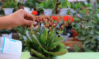 長壽花開花期咋澆水（長壽花開花期咋澆水呢）