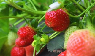 适合北方露天种植的草莓品种（适合北方露天种植的草莓品种图片）