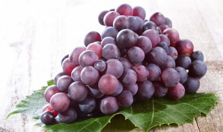 葡萄的栽培技术葡萄种植的方法 葡萄的育苗方法
