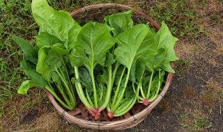 炒菠菜怎么炒（炒菠菜怎么炒最好吃視頻）