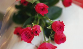 玫瑰花简单种植的方法 玫瑰花简单种植的方法有哪些