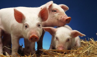 猪的正常体温 猪的正常体温是多少度?