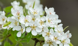 梨花開歌詞 又見梨花開歌詞