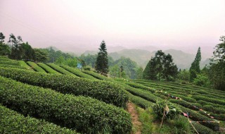 茶叶的产地 碧螺春茶叶的产地