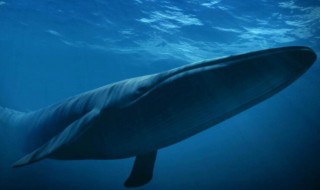 蓝鲸的资料 蓝鲸的简单介绍