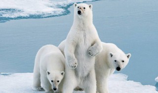 北极熊的资料 北极熊的资料大全