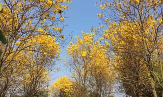 怎么导航前往松山湖黄花风铃木 松山湖黄花风铃木路线