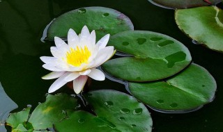 晚上開的花有哪些花（晚上開的花有哪些花圖片）