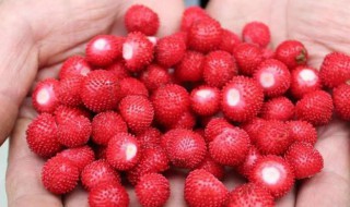 蛇莓可以直接吃吗（显齿蛇葡萄叶与莓茶的区别）