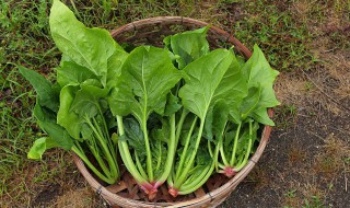 菠菜和鸡蛋怎么炒好吃（菠菜和鸡蛋怎么炒好吃又简单）