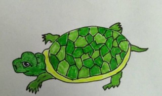 乌龟怎么画（乌龟怎么画简笔画）