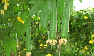 絲瓜種植時間及技術要點 蘋果絲瓜種植時間及技術要點