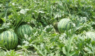 露地西瓜種植管理技術 露地西瓜種植管理技術什么播種