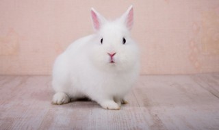 小白兔的外貌描写 小白兔的外貌描写作文