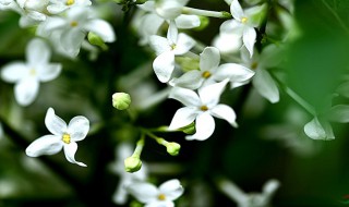 五瓣丁香花的含义 五瓣丁香花的含义是什么