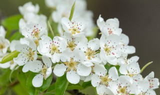 梨花的花语及象征意义（梨花的花语及象征意义）