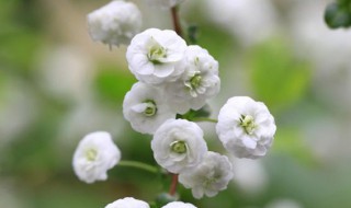 噴雪花花語 噴雪花的花期