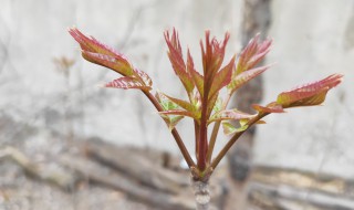 怎么貯存香春芽 怎樣貯藏香椿芽