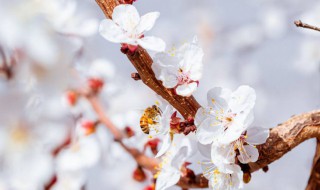 杏花的花語和寓意 花語比較虐心的花