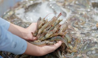 河蝦炒韭菜怎么做（河蝦炒韭菜怎么做好吃）