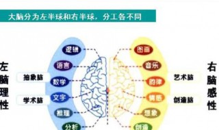 左腦思維和右腦思維有什么區(qū)別（左腦思維和右腦思維有什么區(qū)別呢）