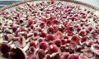 红菇的功效与作用 红菇的功效与作用吃法及价格