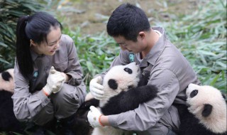 動物園飼養(yǎng)員介紹 動物園飼養(yǎng)員介紹英文