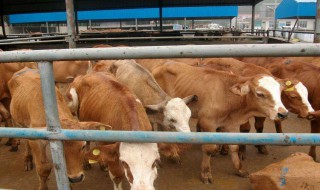 肉牛养殖前景 肉牛养殖前景经济效益