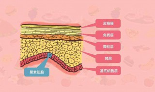 怎么補充膠原蛋白（四十歲女人臉上怎么補充膠原蛋白）