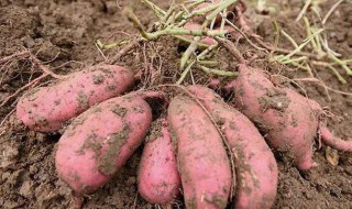 红薯种植 红薯种植时间和方法