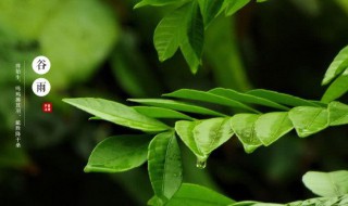 谷雨節(jié)氣的特點和風俗 谷雨節(jié)氣